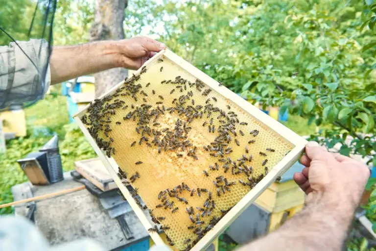 Как се определя качеството на меда: Пълен наръчник за потребителя 4 Как се определя качеството на меда