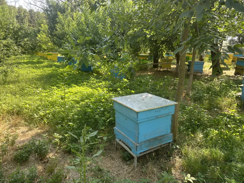 Полифлорен мед от пчелина на HoneyShop в Добруджа сред разнообразна растителност и овощни дървета