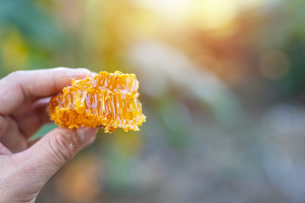 Кога се бере медът в България - сезони и беритба в Добруджа 1 honeycomb hand